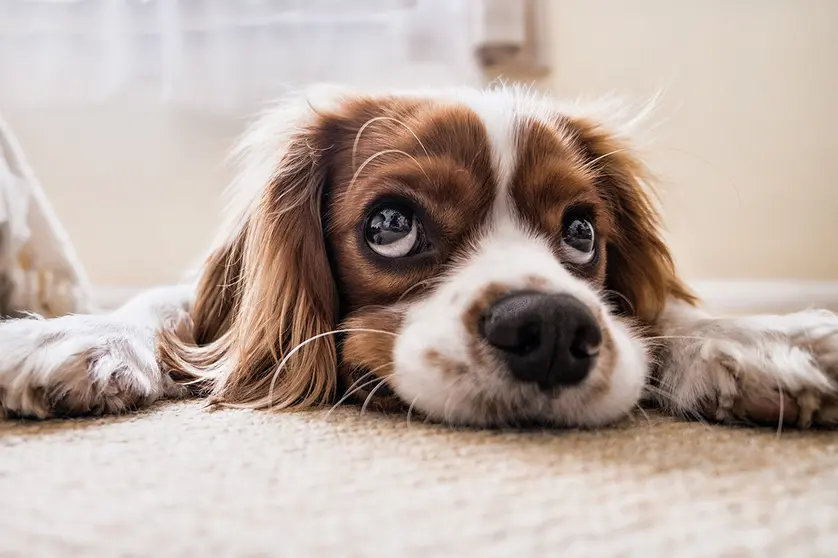 dog-2785074